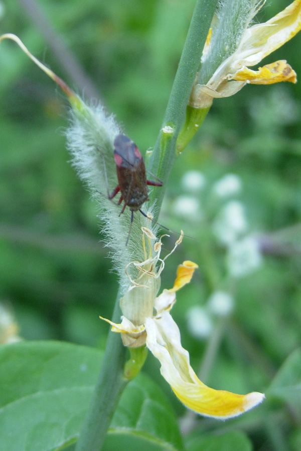 Closterotomus & Co. (Heteroptera)